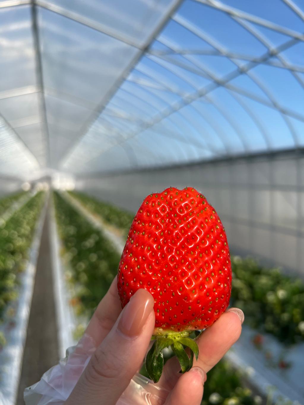 カラダに嬉しい旬の食べ物🌸🍓